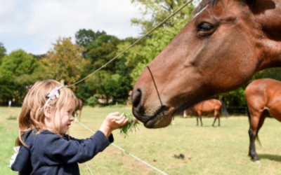 Shanly Foundation Partners with The Mane Chance Sanctuary to Promote Wellbeing