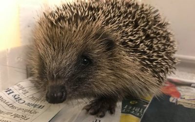 New educational programme at Brent Lodge Wildlife Hospital