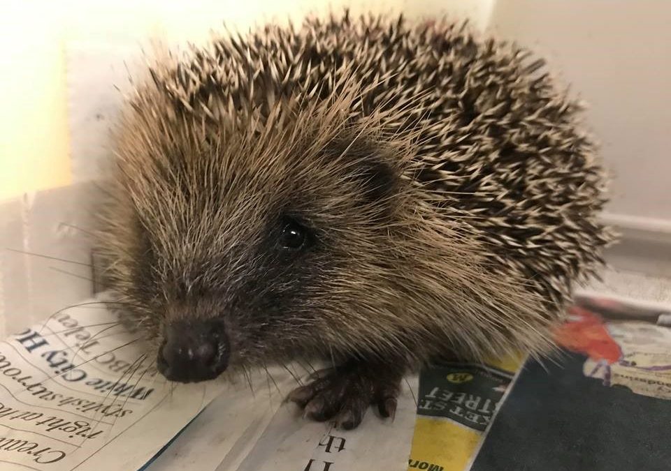 New educational programme at Brent Lodge Wildlife Hospital