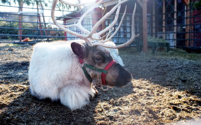 Marlow Late Night Shopping (with reindeer!)