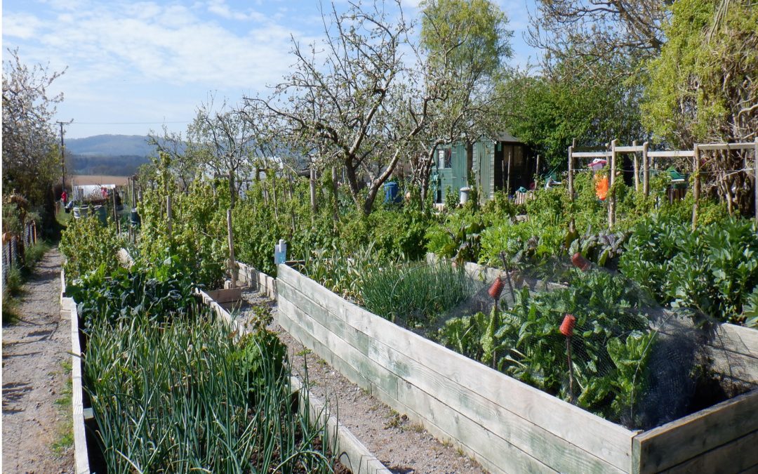 Petworth Community Garden