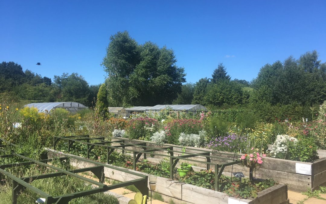 The Therapy Garden